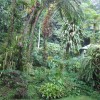 Dominica