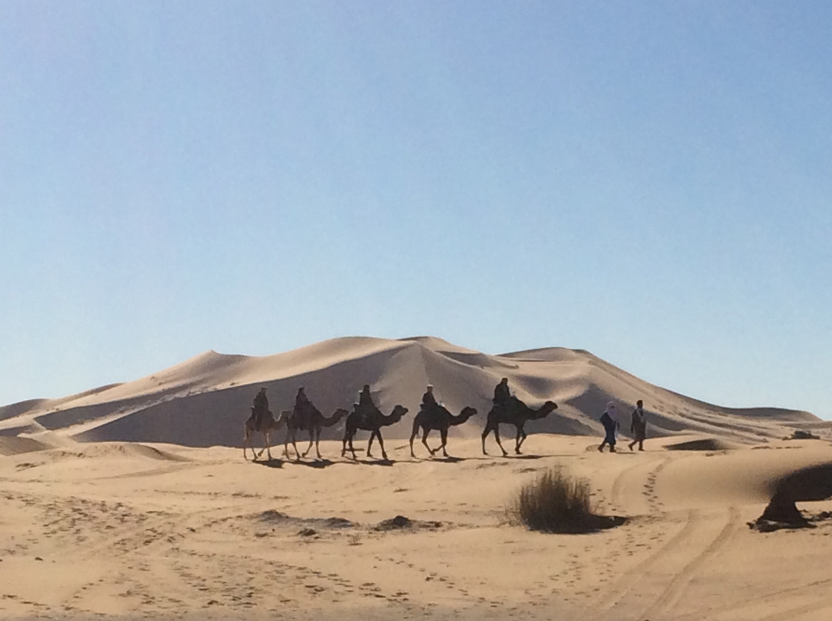 Camels near Merzouga