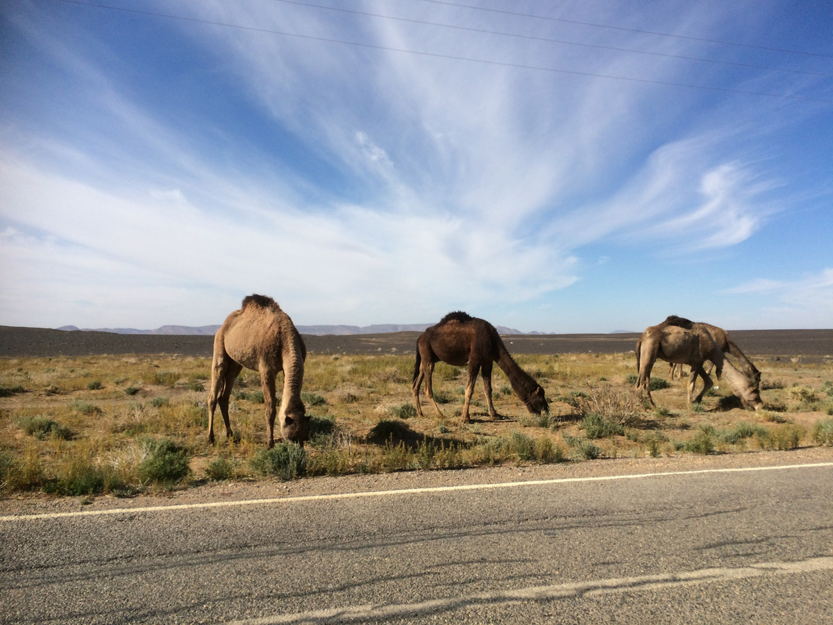 camels